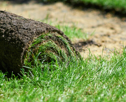 Verlegung von Rollrasen