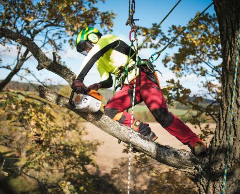 Baumarbeiten mit Hilfe der Seilklettertechnik