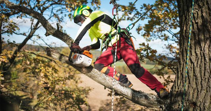 Baumarbeiten mit Hilfe der Seilklettertechnik