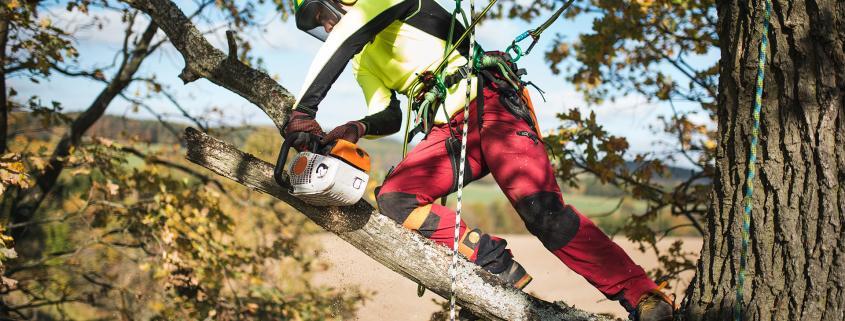 Baumarbeiten mit Hilfe der Seilklettertechnik