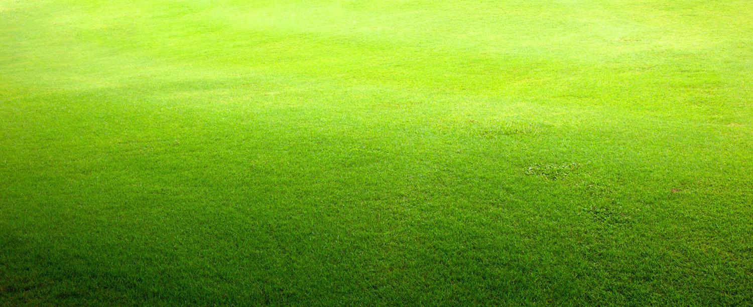 Rasen im Garten Rasen