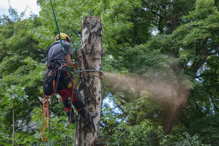 Baumfällung mit Seilklettertechnik Baumfällung mit HIlfe der Seilklettertechnik