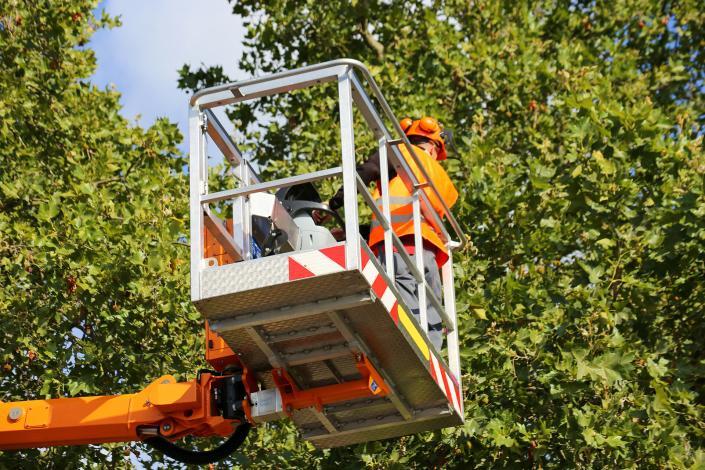 Arbeitsbuhne Baumpflege Einsatz einer Arbeitsbuhne in der Baumpflege