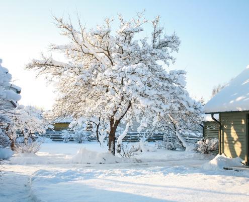 Baum in einem Garten im Winter
