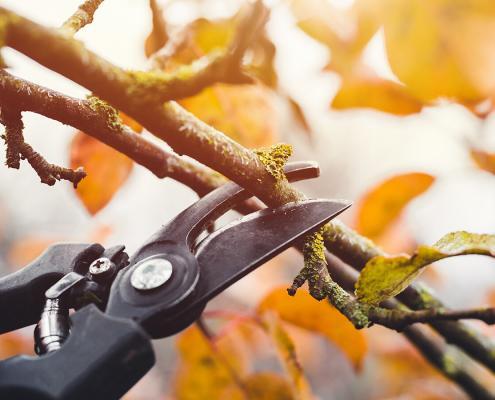 Baum wird am Ast zugeschnitten