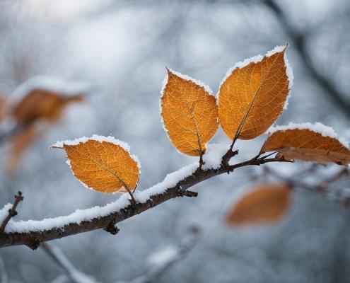 Baum Ast mit Schnee im Winter