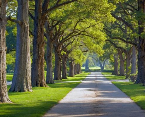 Bäume neben einen Gehweg im Park