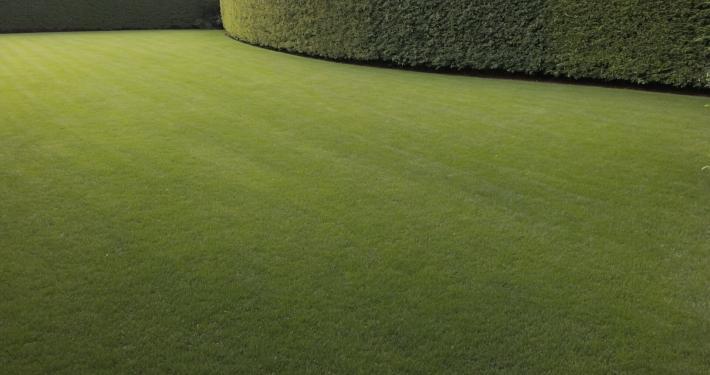 Ein Rasen im Garten mit einer Hecke im Hintergrund