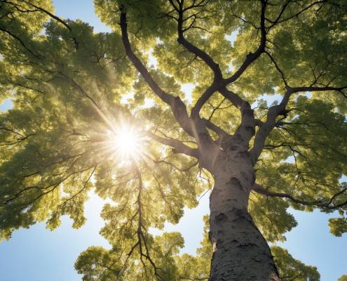 Stamm und Krone einer Buche mit gleißender Sonne am Himmel