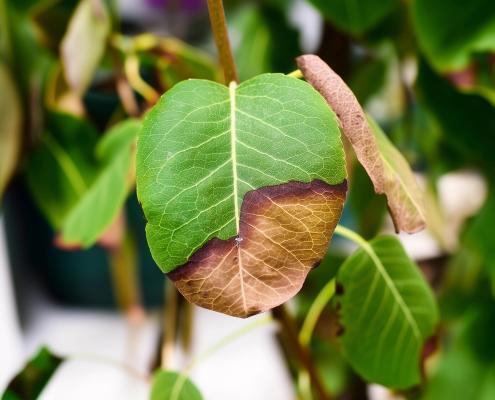Ein durch Sonne halb getrocknetes Lindenbaum Blatt