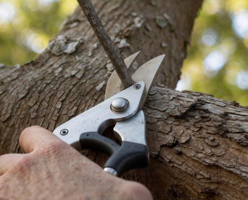 Eine Hand hält eine Gartenschere und setzt zu einem Kronenschnitt an