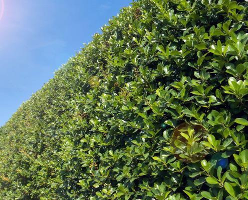 Eine Ligusterhecke mit blaumen Himmel im Hintergrund
