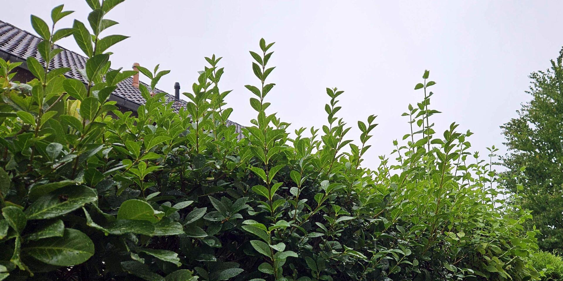 Zuwachs an einer Hecke Der obere Bereich einer Hecke, an dem Zuwachs herausragt