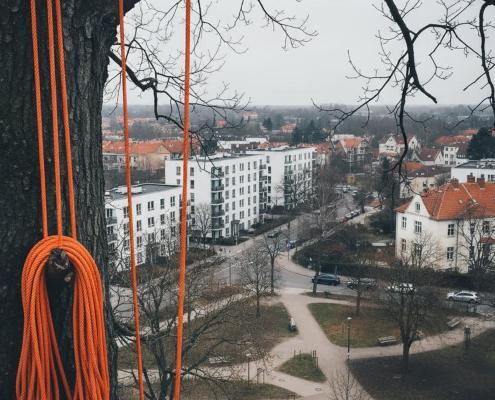 Vorbereitung für die Baumfällung an einem Baum, Kletterseil im Vordergrund, Stadt im Hintergrund