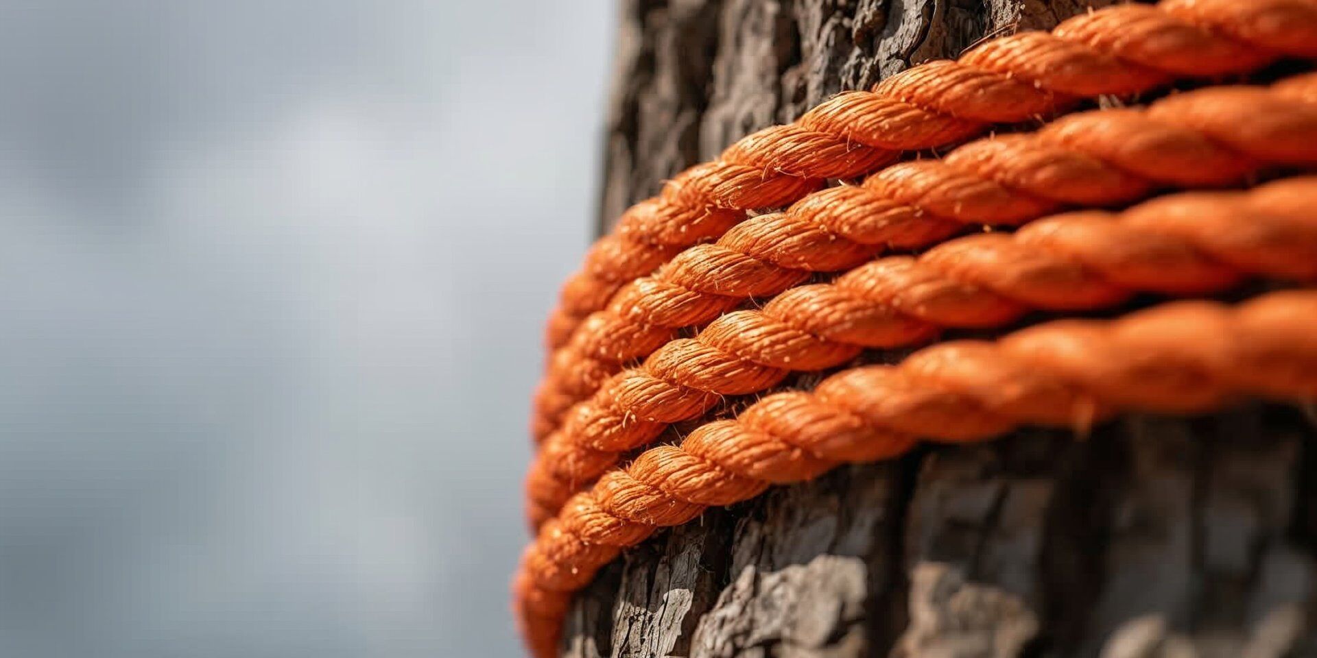 Absicherung von Baumteilen mit Seilen Ein orangenes Rigging-Seil umwickelt einen Baumstamm