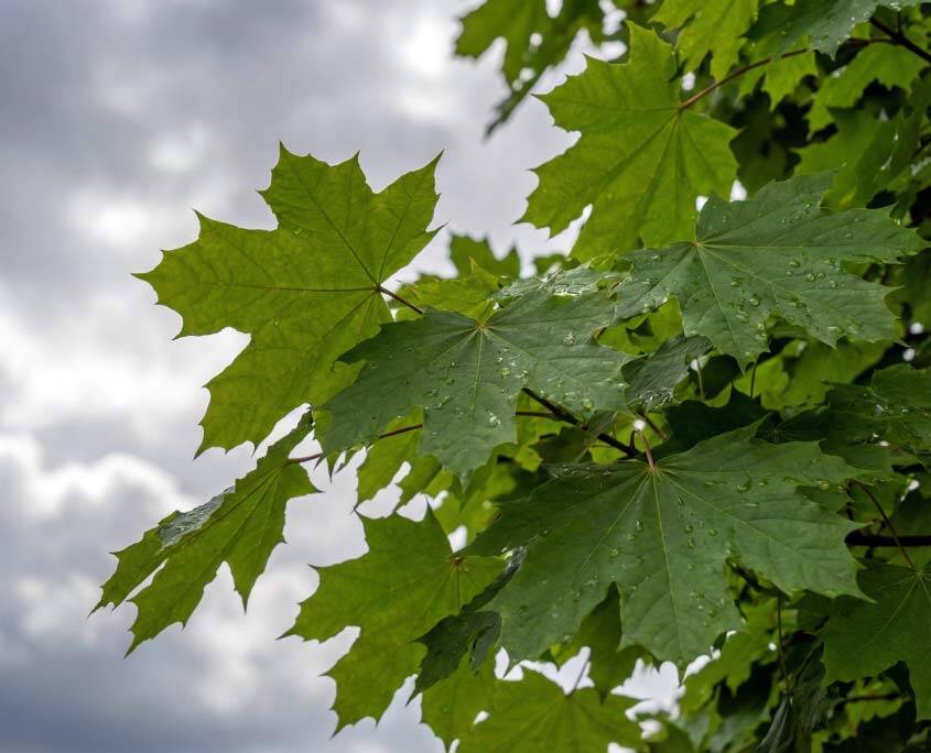 Laub eines Spitzahorns bei regnerischem Wetter