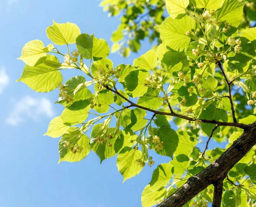 Ast einer Winterlinde nach dem Blattaustrieb im Frühling