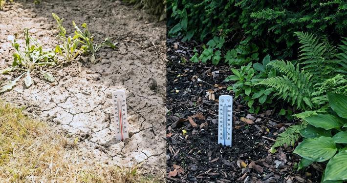 Trockener, heißer Gartenboden im Vergleich zu einem kühleren, schattigen Pflanzbereich unter Gehölzen.
