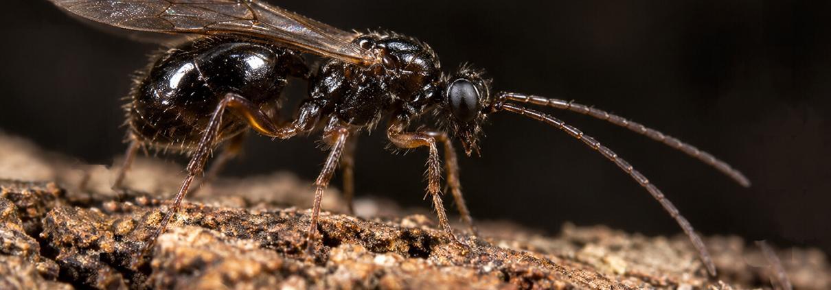 Gallwespe auf Baumrinde Nahaufnahme einer schwarzen Gallwespe auf rauer Baumrinde
