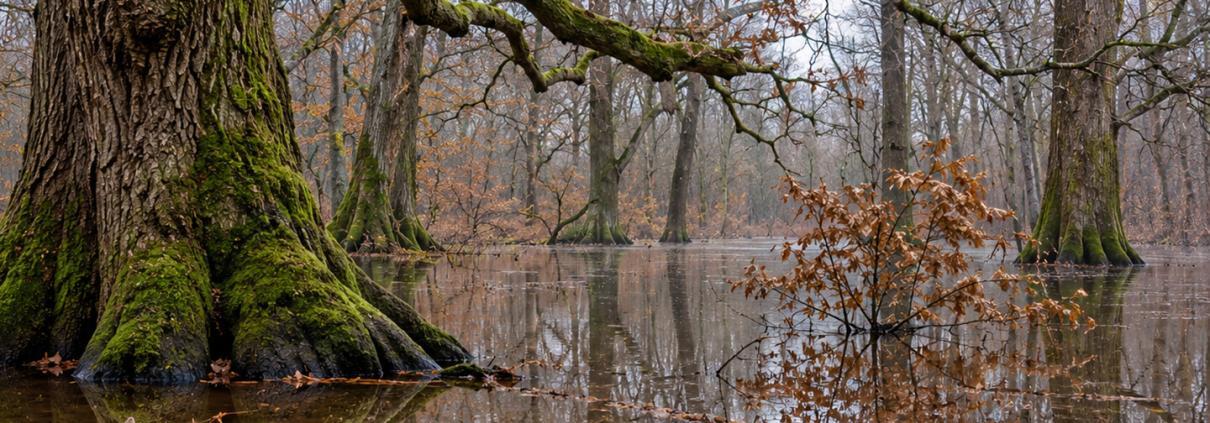 Stieleiche im überfluteten Wald Stieleiche mit moosbewachsenem Stammfuß im stehenden Wasser eines überfluteten Waldes